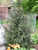  Ilex meserveae Blue Maid 184329 