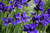 Other Sun Per. Iris sibirica Caesars Brother 195136 