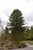 Other Ever. Sh. Araucaria araucana 201929 