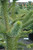 Other Ever. Sh. Araucaria araucana 201929 