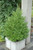 Euonymous Euonymus japonicus Grandifolius Espallier 208344 