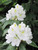 Rhododendron maximum 215559