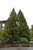 Other Ever. Sh. Cryptomeria japonica Yoshino 216040 