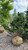 Chamacyparis Chamaecyparis obtusa Nana Gracilis 216138 
