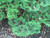 Chamacyparis Chamaecyparis obtusa Nana Gracilis 216138 