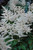 Astilbe japonica Deutchland 217448