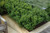  Taxus x media Dark Green Spreader 228324 