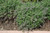 Other Sun Per. Nepeta Junior Walkers 2g 229185 