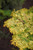 Chamacyparis Chamaecyparis obtusa Aurea 233663 