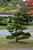  Pinus thunbergii Thunderhead 237461 