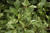 Other Ever. Sh. Osmanthus heterphyllus Goshiki 240151 
