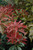  Pieris japonica Mountain Fire 242949 