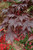 Acer palmatum Bloodgood 243172