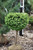 Picea abies Little Gem 251911