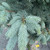  Picea pungens Baby Blue Eyes 251922 