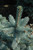  Picea pungens Baby Blue Eyes 251922 