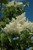 Other Dec. Tree Syringa reticulata Ivory Silk 252619 