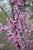 Cercis canadensis Forest Pansy 253034