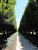 Other Dec. Tree Carpinus betulus Fastigiata 254720 