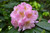 Rhododendron x Scintillation 260700