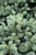  Picea pungens zafiro 264251 