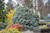  Picea pungens zafiro 264254 
