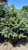 Picea pungens zafiro 264254 