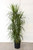 5-9" Foliage DRACAENA MARGINATA/MAGENTA  8" 