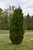 Juniperous Juniperus chinensis Spartan 311891 