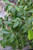 12" & Up Foliage FICUS AMSTEL KING 14"BRD 
