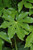 5-9" Foliage spider wed 282760 