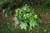 5-9" Foliage spider wed 282760 
