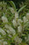 Prunus laurocerasus Schipkaensis 294168