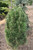 Pinus nigra Frank 295334