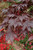 Acer palmatum Bloodgood 295603