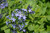 AMSONIA TABERNAEMONTANA SALICIFOLIA 331684