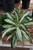 12" & Up Foliage DRACAENA DRAGON GR JEWEL 14" 