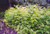  Astilbe chinensis Pumila 163612 