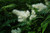  Astilbe chinensis Pumila 163612 