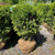 Taxus x media Vermeulen 299467