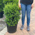 Taxus x media Hicksii 325721