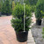 Taxus x media Hicksii 325721