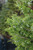 Juniperous Juniperus chinensis Torulosa 300410 