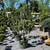 Juniperous Juniperus chinensis Torulosa 300410 