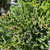 Juniperous Juniperus chinensis Torulosa 300410 