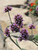 Verbena bonariensis 163707