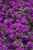Verbena Superbena Assorted 1g 330716