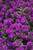 Verbena canadensis Homestead Purple 163708