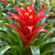 Bromeliads GUZMANIA 325676 