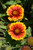 Other Sun Per. Gaillardia Arizona Sun 163829 